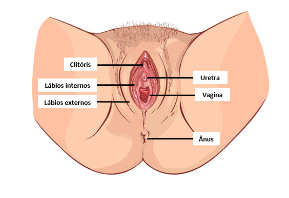 Anatomia Feminina Intimus