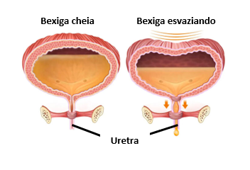 Anatomia Feminina Intimus 